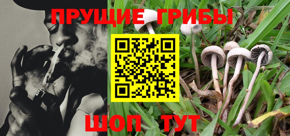Псилоцибиновые грибы Psilocybine cubensis Каменка
